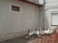 Geese — zdjęcie 4