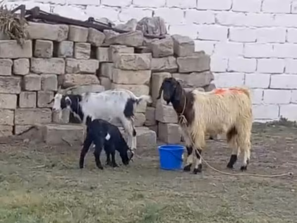 Коза, Козлы