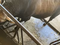 ثور, Swiss cattle — الصورة 4