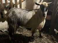 Koza, Alpine goat — foto 2