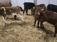 Tehén, Simmental cattle — 3. fotó