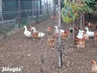 Ducks — 照片 6