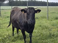 Tehén, Wagyu — 3. fotó