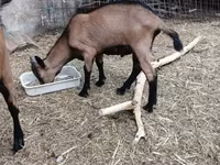 تيس, Alpine goat — الصورة 3