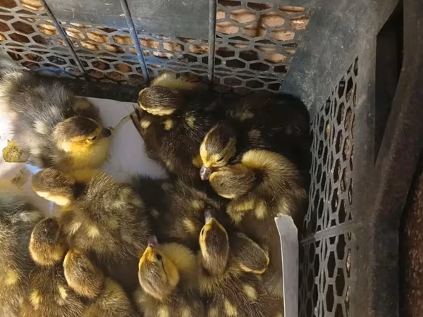 Ducks
