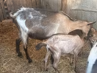 山羊（批次，未指定性别）, Goats — 照片 1