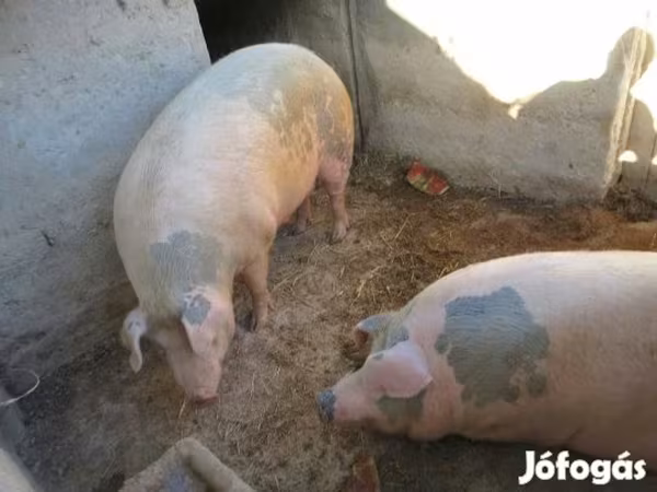 母猪, Pigs