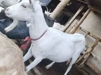 Nőstény kecske, Saanen goat — 7. fotó
