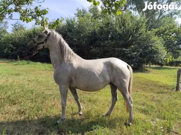 Kanca, Lipizzaner