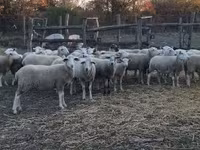 Sheep, Sheep — photo 4