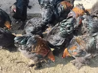 براهما — الصورة 7