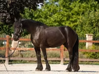 母马, Friesian — 照片 2