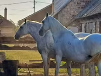 母马, Lipizzaner — 照片 1