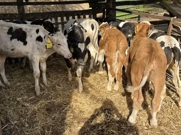 Byk, Simmental cattle