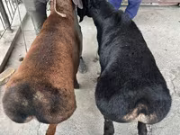 Sheep (batch, sex not specified), Sheep — photo 1