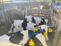 Bika, Holstein fajta — 2. fotó