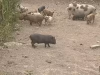 Eber, Schweine — Foto 1