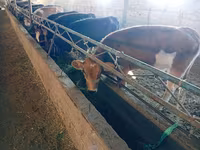 Kuh, Swiss cattle — Foto 4