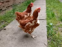Chickens — 照片 2
