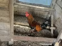 Chickens — 4. fotó
