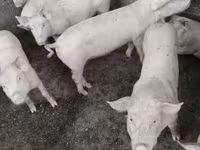 Kan, Крупная белая — 1. fotó