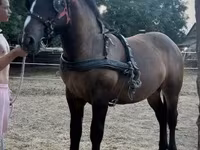 Cheval, Chevaux — photo 1