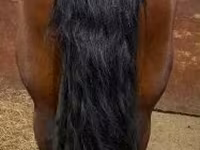 Yegua, Caballos — foto 2