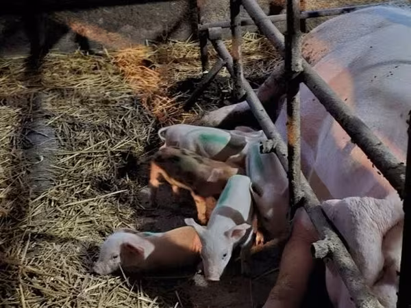 मादा सूअर, सूअर