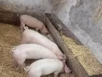 Süldőanya, Sertések — 1. fotó