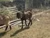 عنزة, Alpine goat — الصورة 6