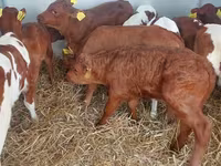 Bika, Simmental cattle — 8. fotó