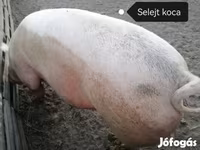 Süldőanya, Пьетрен — 4. fotó
