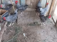 Gallina eslovena barrada — foto 5
