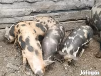 母猪, Pigs — 照片 1