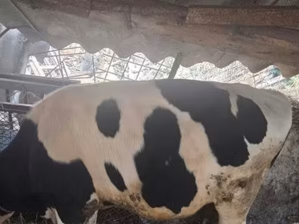 Bulle, Holstein-Rasse