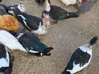Ducks — الصورة 1