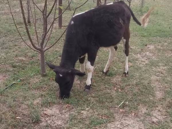 Tehén, Swedish red cattle