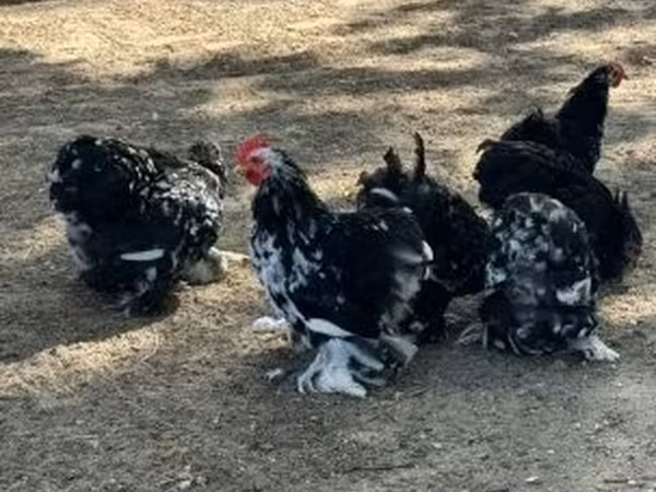 Bantam de Pequim