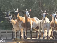 Nőstény kecske, Nigerian dwarf goats — 4. fotó