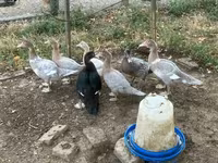 Ducks — photo 4