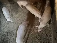 Süldőanya, Ландрас — 6. fotó