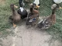 Ducks — zdjęcie 2