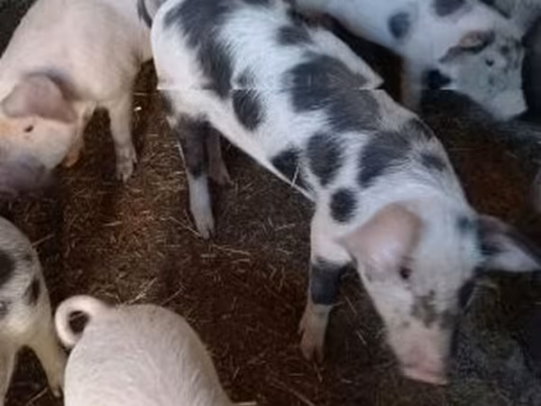 Prasata (šarže, pohlaví neuvedeno), Prasata — Maďarsko