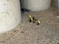 Ducks — zdjęcie 5