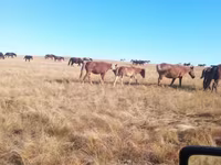 Madyan, Horse breed — foto 3