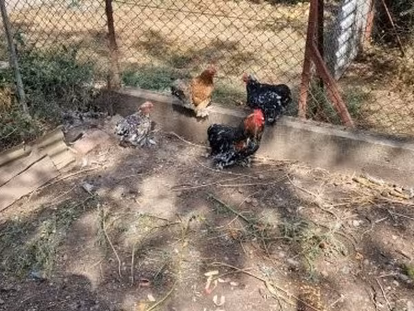 Pékin Bantam — Hongrie