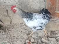 Chickens — 照片 2