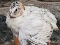 Quails — फ़ोटो 3