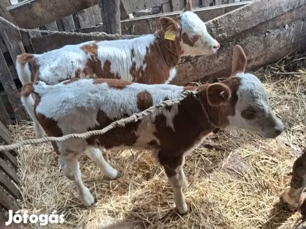 Tehén, Simmental cattle — Magyarország