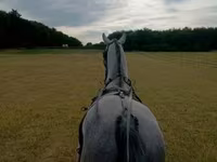 Hing, Lipizzaner — 2. fotó